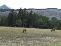 Elk in the Park